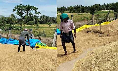 Harvested samba seen in front of a DPC in Thanjavur

