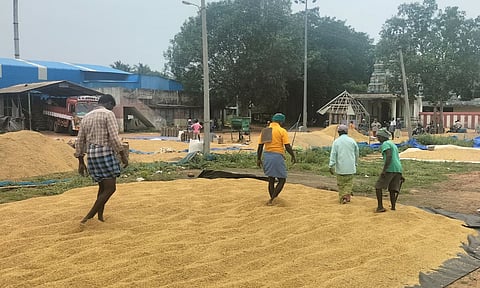 Harvested paddy being dried in Thanjavur