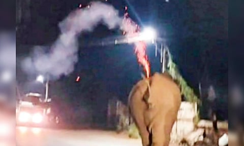 Video grab of crackers being hurled at elephant Bahubali