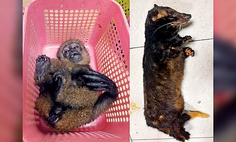 Three smuggled exotic animals die, flyers from Malaysia held
