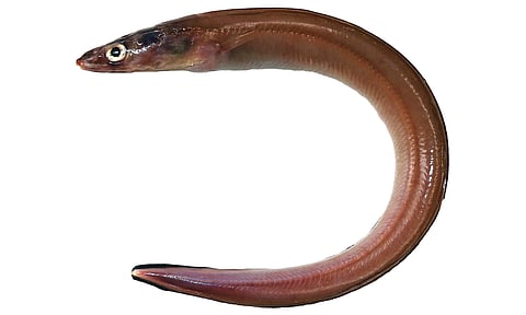 New species of ‘Congrid eel’