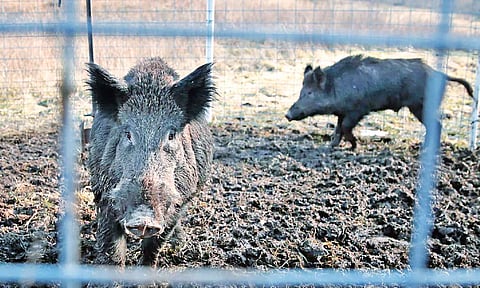 Remote-controlled cages is Forest dept's solution to wild boar menace