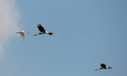 Representative Image&nbsp;