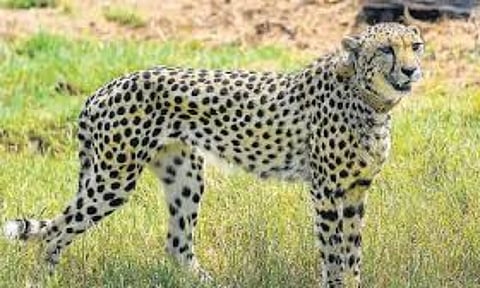 Representative Image