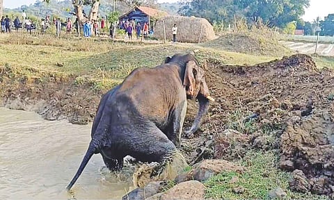 Elephant attempts to come out of the farm pond