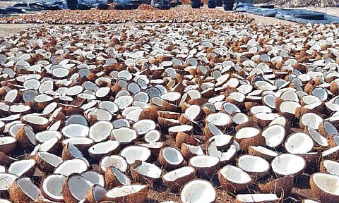 Dip in coconut yield impacts copra production in Tirupur