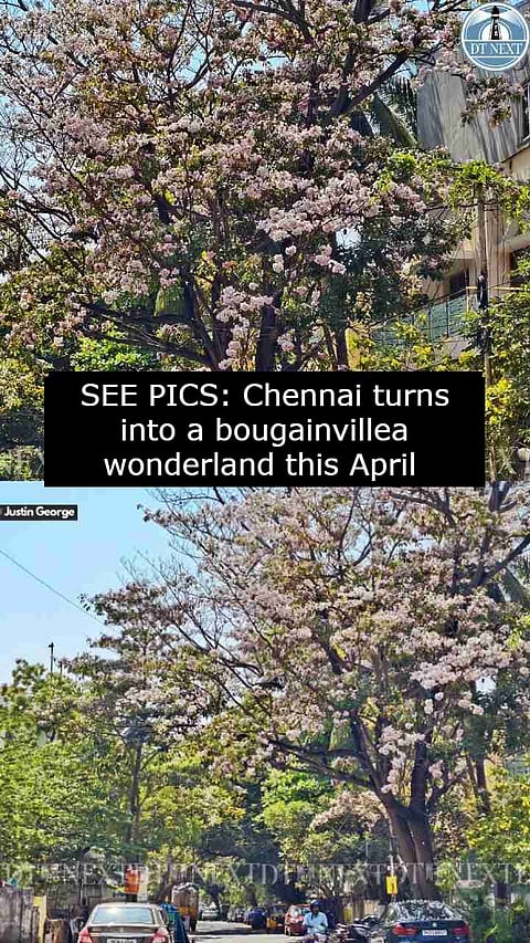 SEE PICS: Chennai turns into a bougainvillea wonderland this April
