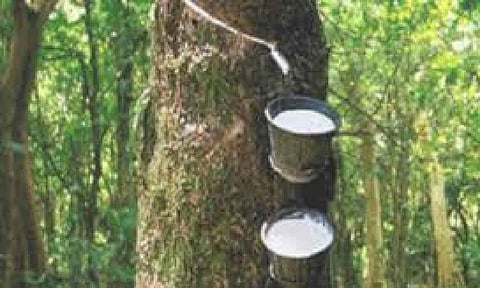 Representative Image (Daily Thanthi)