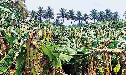 A plantain farm devastated by heavy winds in Erode&nbsp;