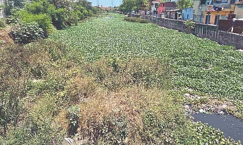 Uncleared water hyacinth in Link Canal