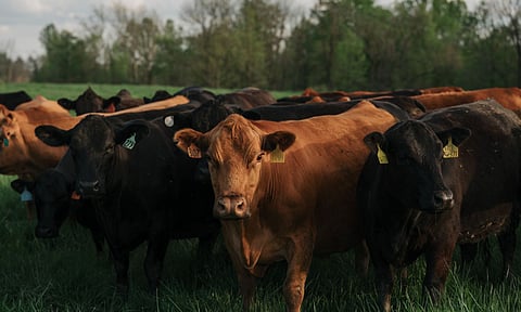 Representative Image&nbsp;