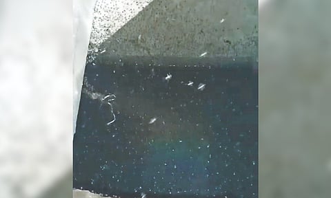 Open drain with profusely bred larvae