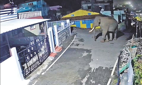 Wild elephant spotted in a village near Sholur in The Nilgiris&nbsp;