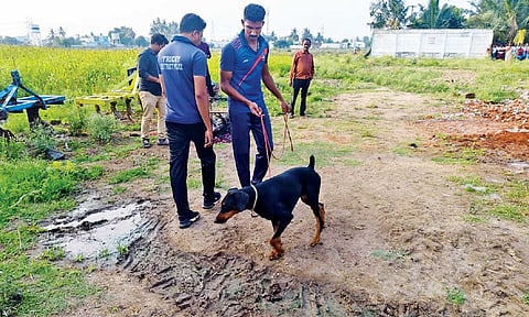 Sniffer dogs in action at the crime scene in Tiruchy