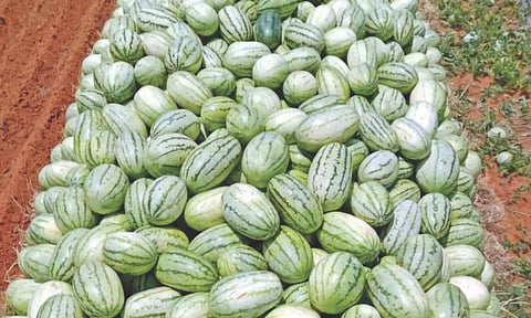 Watermelon stacked up on a farm at Andipatti village in Palani block of Dindigul district&nbsp;