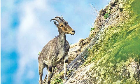 Nilgiri Tahr&nbsp;