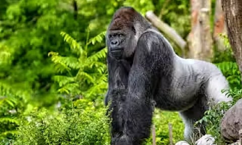 Gorilla&nbsp;