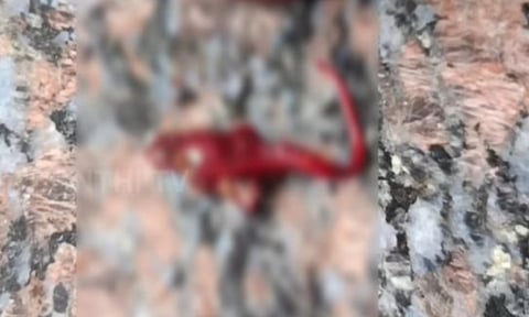 Dead Lizard found in bottle (Thanthi TV)