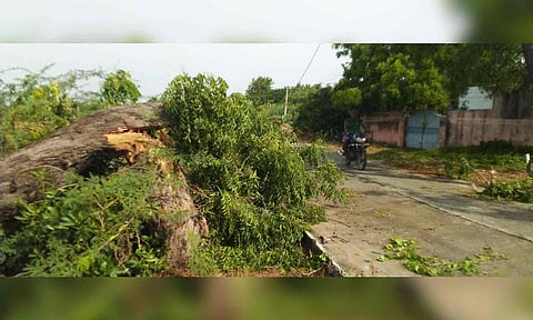 Sudden gusty winds, rains uproot trees in Mamallapuram (Daily Thanthi)