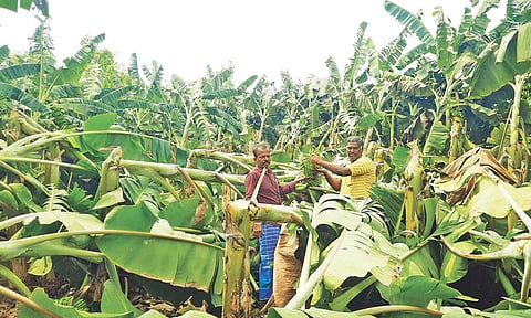 Farmers stand showing the damaged crop in Thanjavur&nbsp;
