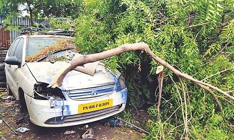 A car damaged by tree fall in Coimbatore