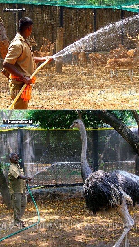 Ostriches, deer get water bath at Guindy Park