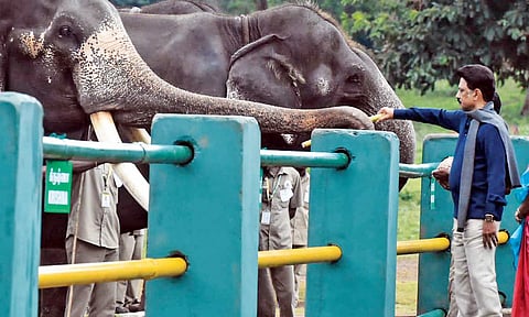 Chief Minister MK Stalin feeds an elephant at the Theppakadu elephant camp in Mudumalai&nbsp;&nbsp;