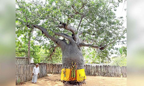 Baobab tree at Erandurai village near Ervadi in Ramanathapuram is being revered as a symbol of worship&nbsp;