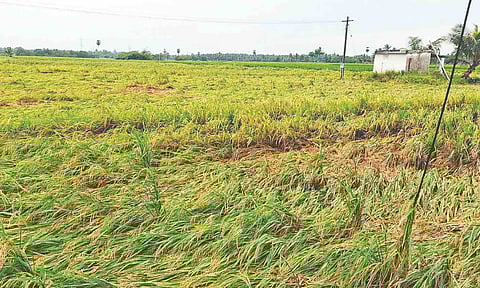 Summer paddy cultivation ravaged by downpour in Thanjavur