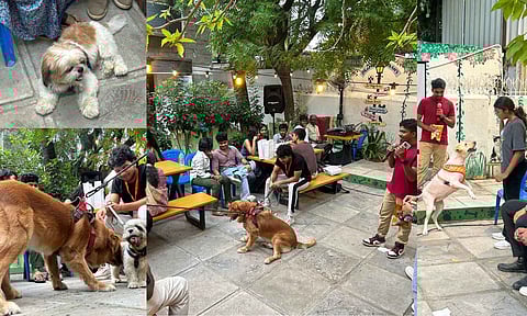 Pets with their ‘parents’ from the event&nbsp;