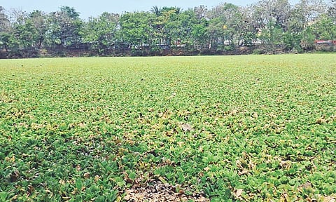 Thick layer of water hyacinth covering the lake at Dr APJ Abdul Kalam Park
