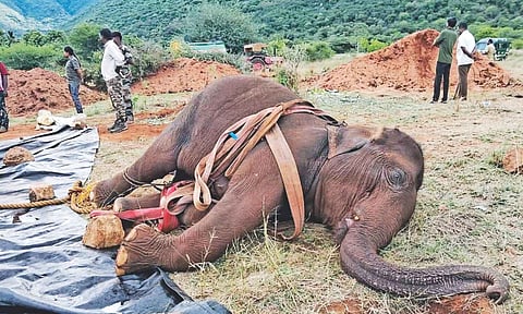 Elephant that died due to illness in Coimbatore

