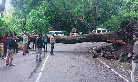 Trees that fell in different parts of Nilgiris during rains&nbsp;&nbsp;