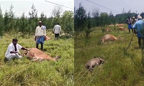 Cattle electrocuted in a farmland near Acharapakkam