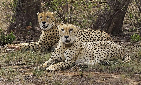 Cheetahs at Kuno National Park (PTI)&nbsp;