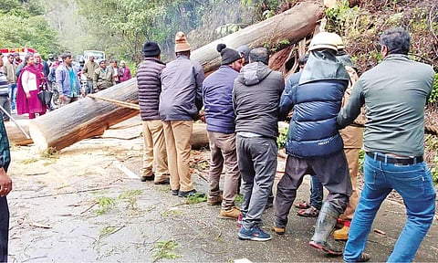 A huge tree which got uprooted in Kenthorai being cleared on Monday