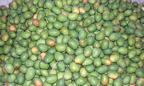 Mangoes pile up in godowns with demand lesser than supply