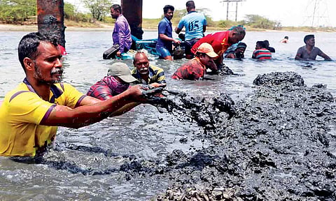 Tamil Nadu to incentivise Kakka Aazhi harvesting to curb alien species&nbsp;