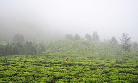 A tea garden in the Nilgiris