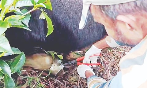 Vessel entangled in limbs of two Indian gaurs successfully removed