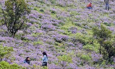 Unpredictable Western Ghats climate blues hit Neelakurinji