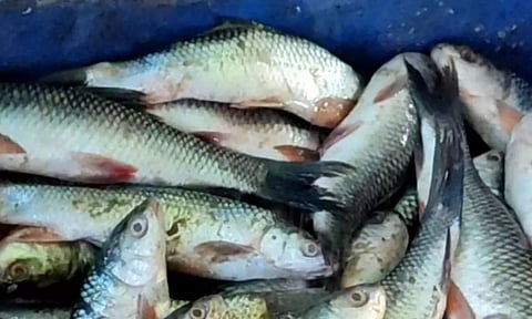 Godavari's iconic Pulasa fish now faces scarcity