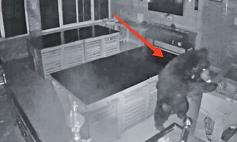 Sloth bear enters hostel to feast on ice cream&nbsp;