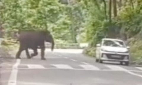 Video grab of an elephant charging at a car on Coonoor-Mettupalayam National Highway