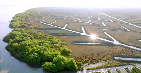 Muthupet mangroves to be TN's first carbon credit site