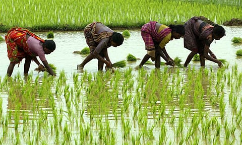 Kharif crops sowing this season may exceed last year's level: ICRA&nbsp;