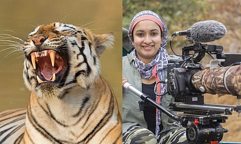 Pictures of Tigress Maya clicked by Aishwarya Sridhar (Photo: Aishwarya Sridhar)