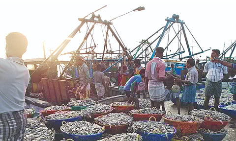 Gujarat landed the most fish for the year at 754,000 tonnes, followed by Tamil Nadu with 679,000 tonnes