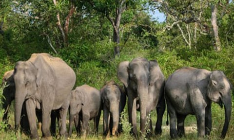 World Elephant Day 2025 to be celebrated in Coimbatore on August 12 (Photo@MoEF&amp;CC)