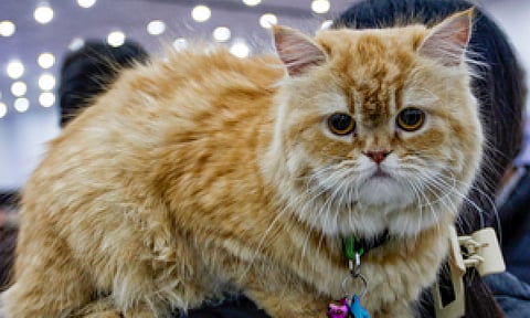 Cats may help develop treatment for dementia, Alzheimer’s in humans: Study